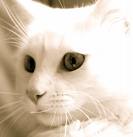 MISTERIOS FELINOS